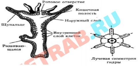 Кракен тор ссылка онион